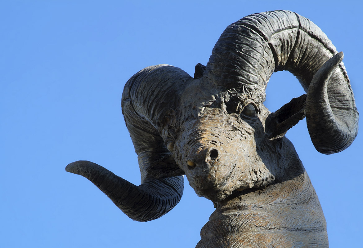 Borrego Salvaje, 1996.